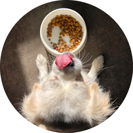Pet Feeders