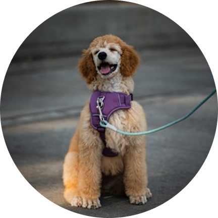 Leashes & Collars