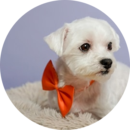Bows