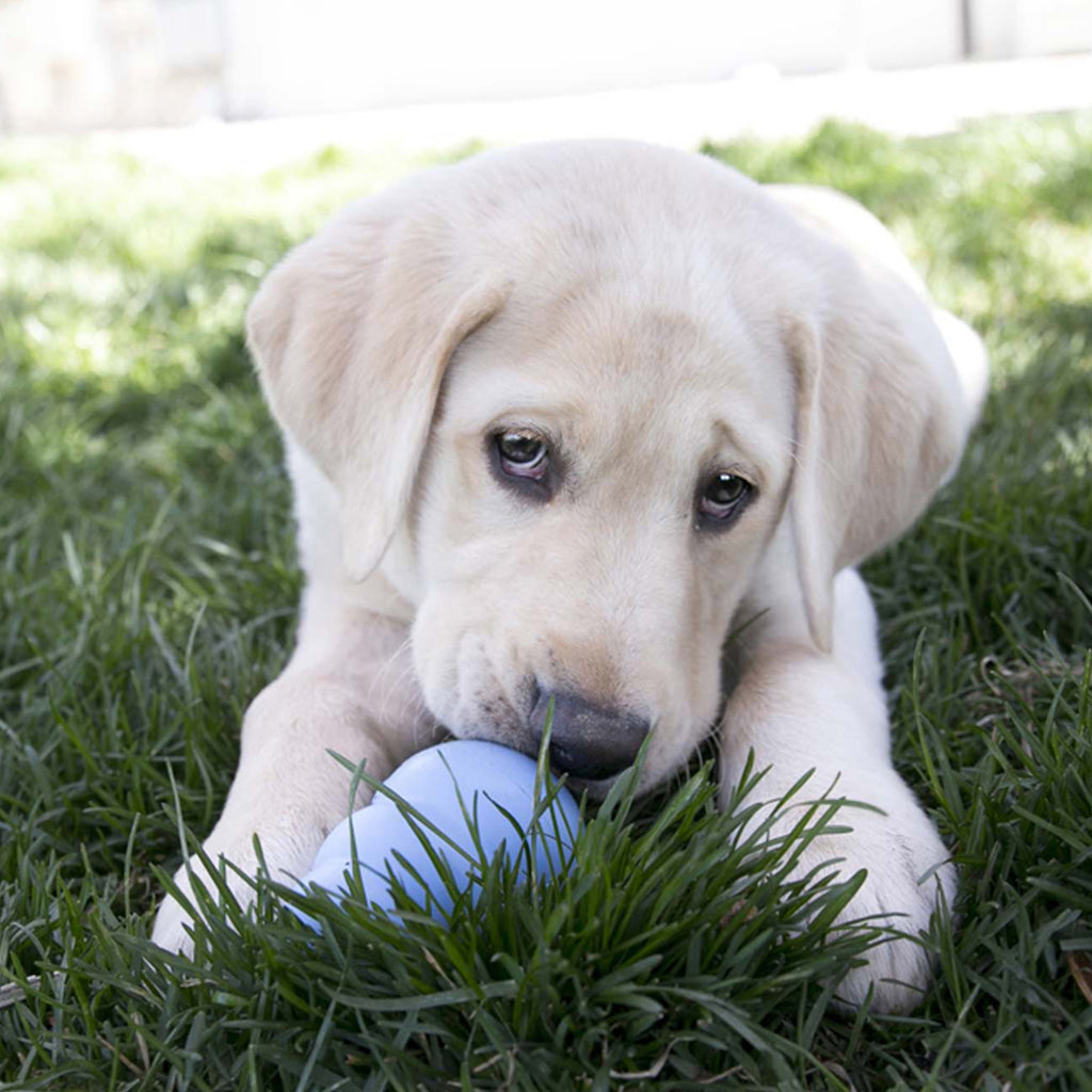 ® Classic Rubber Puppy Dog Toy for Beginner Chewers, Blue, Extra Small for Dogs up to 5 Lbs