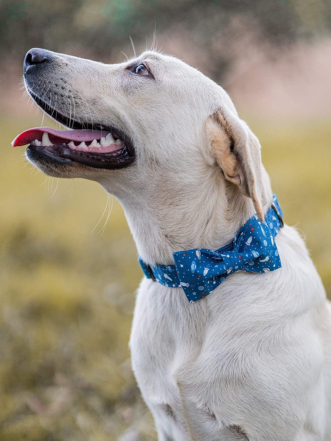 Elegant Bowtie Dog Collar for Small, Medium, and Large Dogs and Cats - Adjustable Cotton and Webbing Design