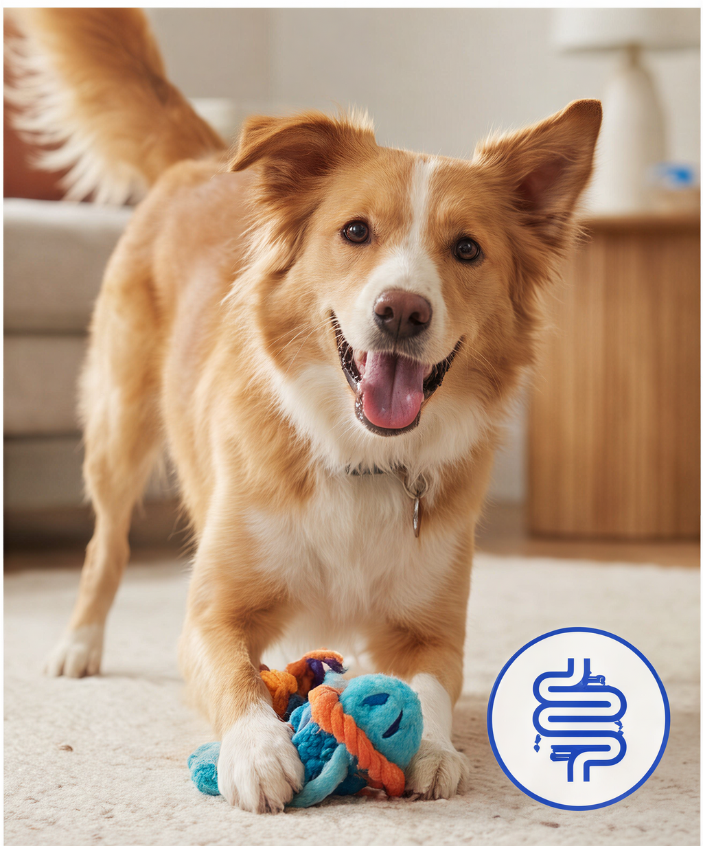 GutGuard™ Dog Probiotic Powder (6 Billion CFU)