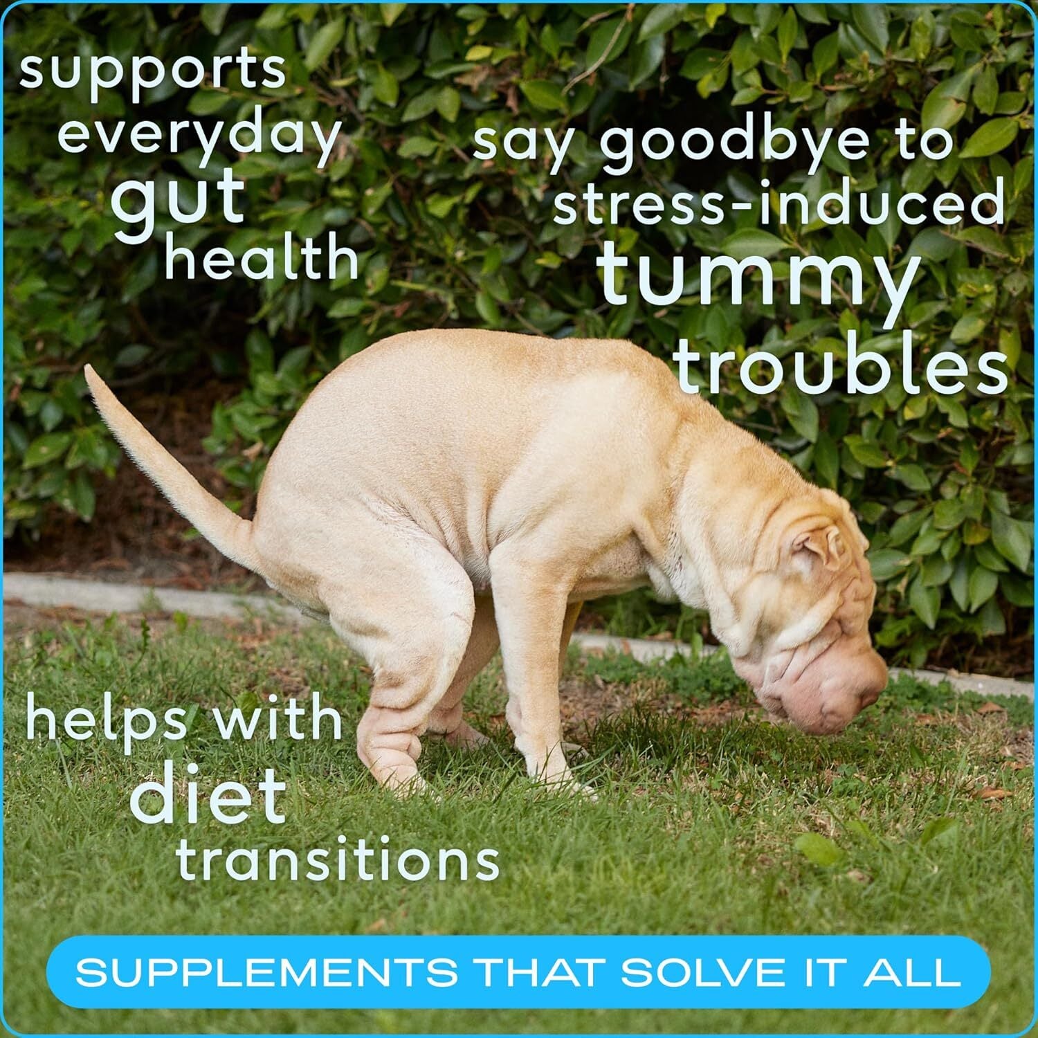 Pet Probiotic for Dogs - Vet Created Probiotic Powder for Digestive Issues - Pro